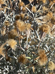 Porophyllum maritimum