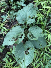 Pyrenacantha grandiflora