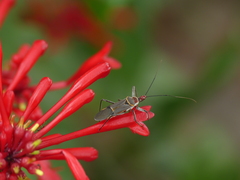 Reduviidae