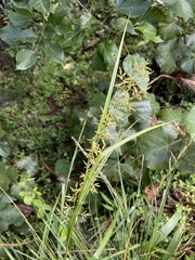 Carex spicatopaniculata