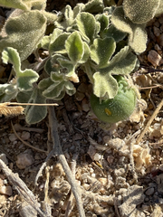 Passiflora pentaschista