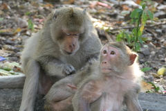 Macaca fascicularis