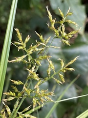 Carex spicatopaniculata