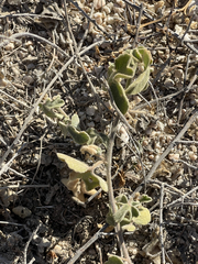 Passiflora pentaschista