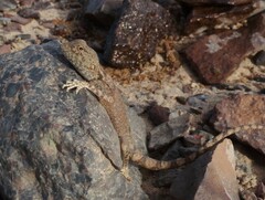 Pseudotrapelus sinaitus