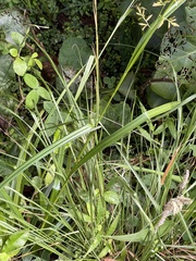 Carex spicatopaniculata