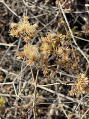 Bebbia atriplicifolia