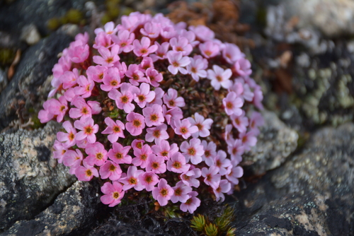 Image of Androsace ochotensis by no rights reserved