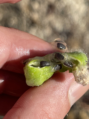 Passiflora pentaschista