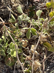 Passiflora pentaschista