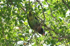 Psittacula alexandri