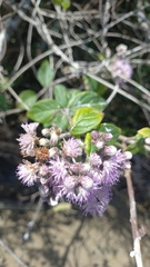 Cyrtocymura scorpioides