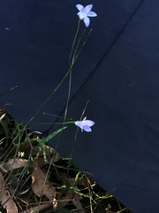 Wahlenbergia victoriensis