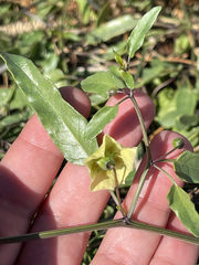 Physalis glabra