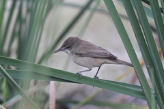 Acrocephalus stentoreus