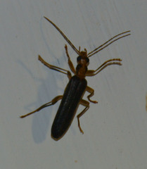 Nacerdes carniolica