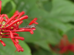 Reduviidae