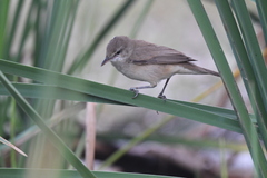 Acrocephalus stentoreus