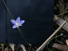 Wahlenbergia victoriensis