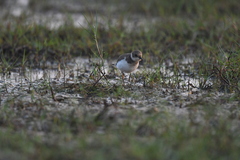 Charadrius dubius
