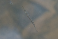 Dermogenys collettei