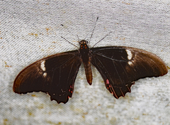 Heraclides anchisiades