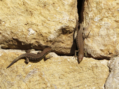 Darevskia rudis chechenica