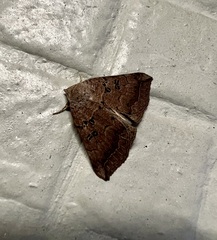 Blasticorhinus