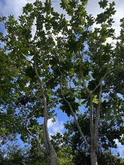 Anthocleista grandiflora