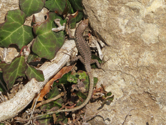 Darevskia rudis chechenica