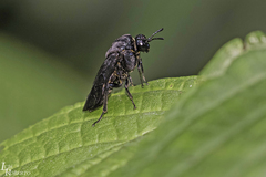 Pachylostictinae