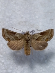 Euchalcia modestoides