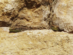 Darevskia rudis chechenica
