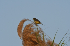 Motacilla citreola