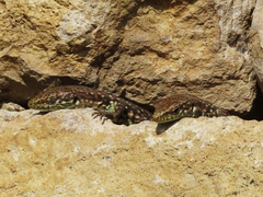 Darevskia rudis chechenica