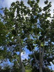 Anthocleista grandiflora