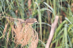 Prinia inornata