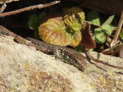 Darevskia rudis chechenica