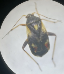 Polymerus