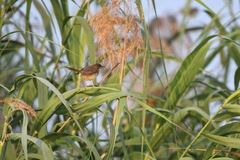 Prinia inornata