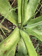 Aloe simii