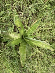Aloe simii
