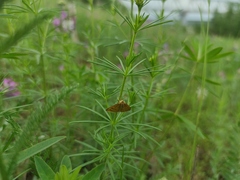 Pyraustinae