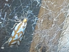 Myrascia bracteatella