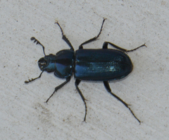 Platycerus caraboides