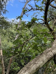 Vangueria madagascariensis
