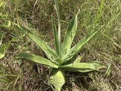 Aloe simii