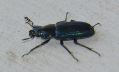 Platycerus caraboides