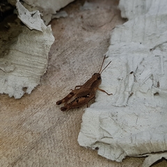 Phaulacridium vittatum