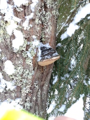 Phellinus igniarius igniarius